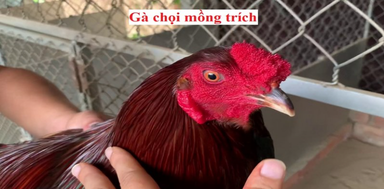 Gà mồng trích là gì?